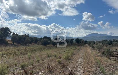 Muğla Yatağan Bozarmut Mahallesinde 4.900 m² Satılık Tarla 