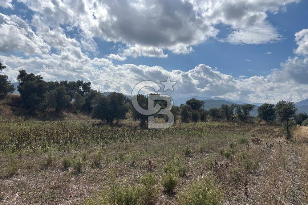 Muğla Yatağan Bozarmut Mahallesinde 4.900 m² Satılık Tarla 