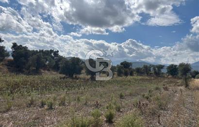Muğla Yatağan Bozarmut Mahallesinde 4.900 m² Satılık Tarla 