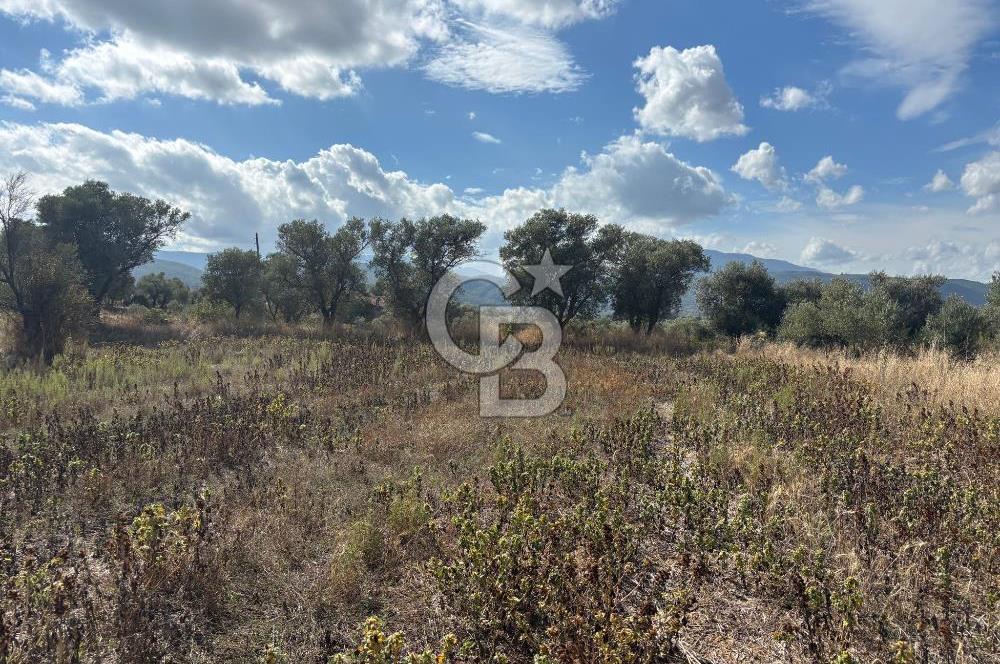 Muğla Yatağan Bozarmut Mahallesinde 4.900 m² Satılık Tarla 