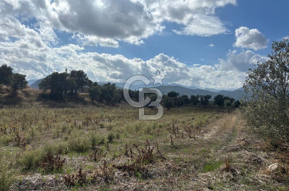 Muğla Yatağan Bozarmut Mahallesinde 4.900 m² Satılık Tarla 