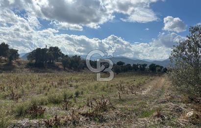 Muğla Yatağan Bozarmut Mahallesinde 4.900 m² Satılık Tarla 