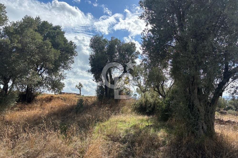 Muğla Yatağan Bozarmut Mahallesinde 4.900 m² Satılık Tarla 