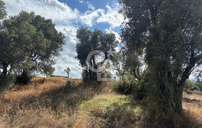 Muğla Yatağan Bozarmut Mahallesinde 4.900 m² Satılık Tarla 