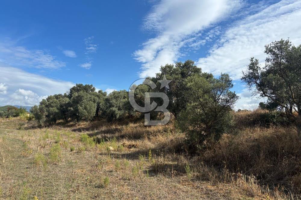 Muğla Yatağan Bozarmut Mahallesinde 4.900 m² Satılık Tarla 