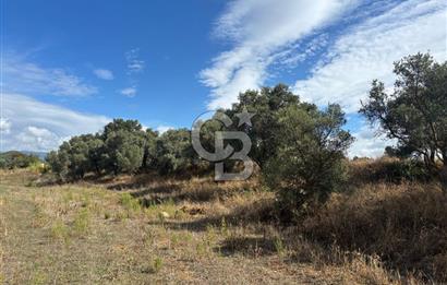 Muğla Yatağan Bozarmut Mahallesinde 4.900 m² Satılık Tarla 