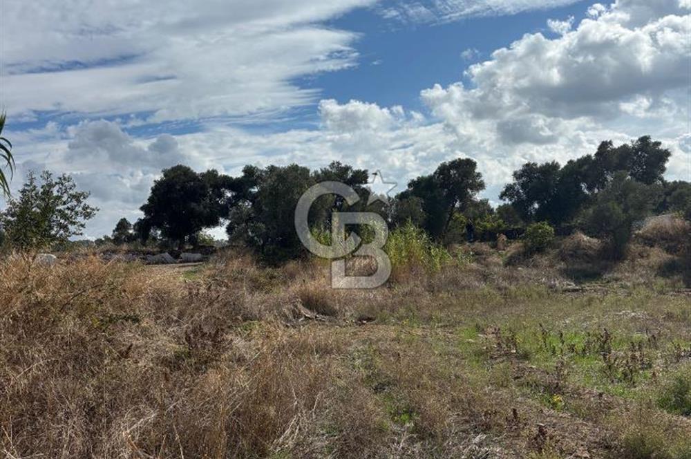 Muğla Yatağan Bozarmut Mahallesinde 4.900 m² Satılık Tarla 