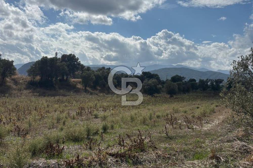 Muğla Yatağan Bozarmut Mahallesinde 4.900 m² Satılık Tarla 