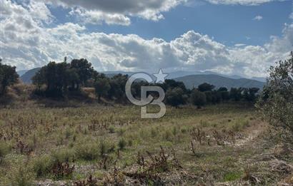 Muğla Yatağan Bozarmut Mahallesinde 4.900 m² Satılık Tarla 