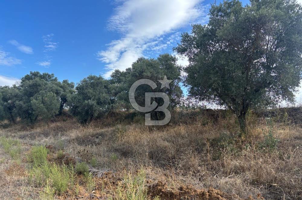 Muğla Yatağan Bozarmut Mahallesinde 4.900 m² Satılık Tarla 