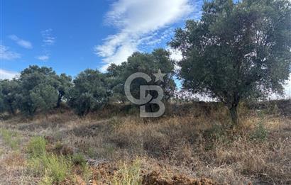 Muğla Yatağan Bozarmut Mahallesinde 4.900 m² Satılık Tarla 