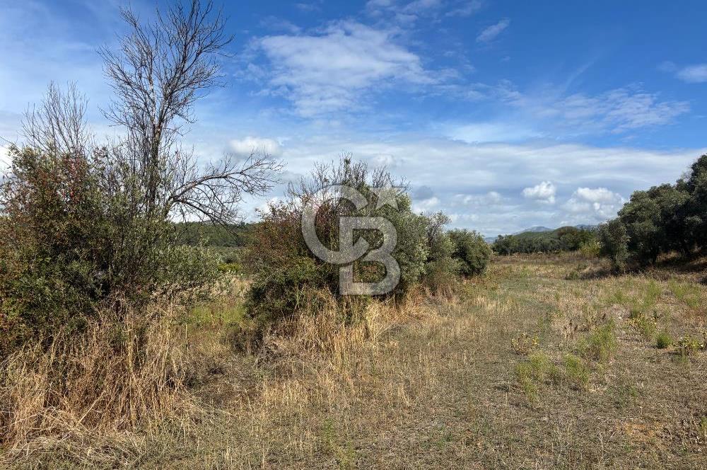 Muğla Yatağan Bozarmut Mahallesinde 4.900 m² Satılık Tarla 