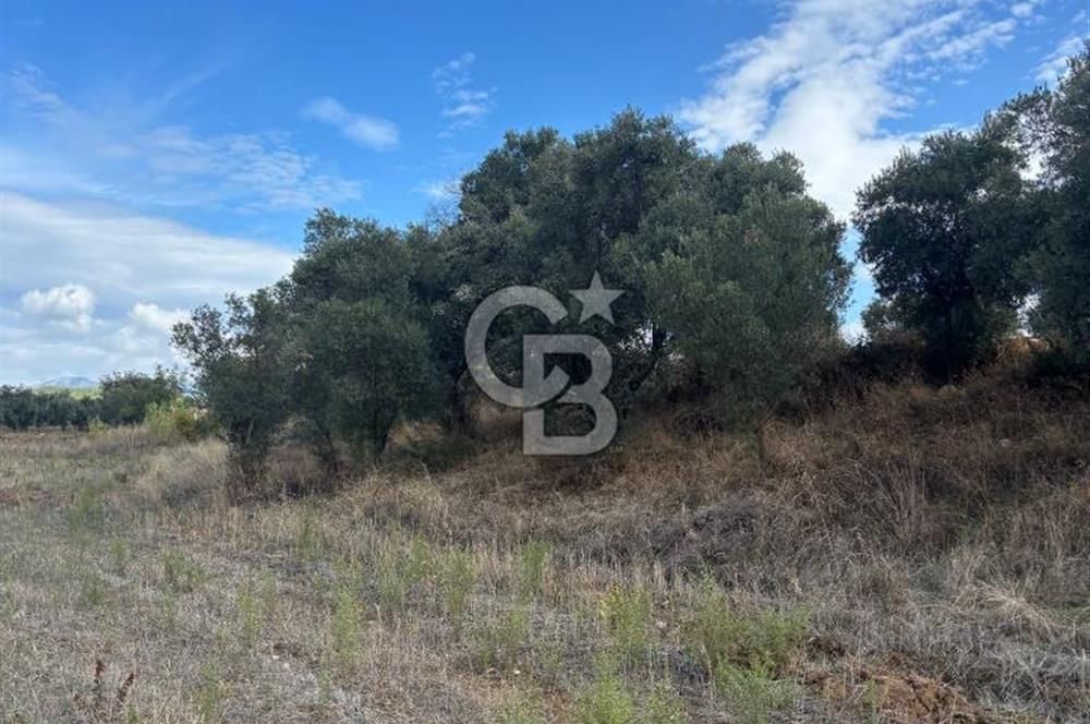 Muğla Yatağan Bozarmut Mahallesinde 4.900 m² Satılık Tarla 