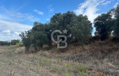 Muğla Yatağan Bozarmut Mahallesinde 4.900 m² Satılık Tarla 
