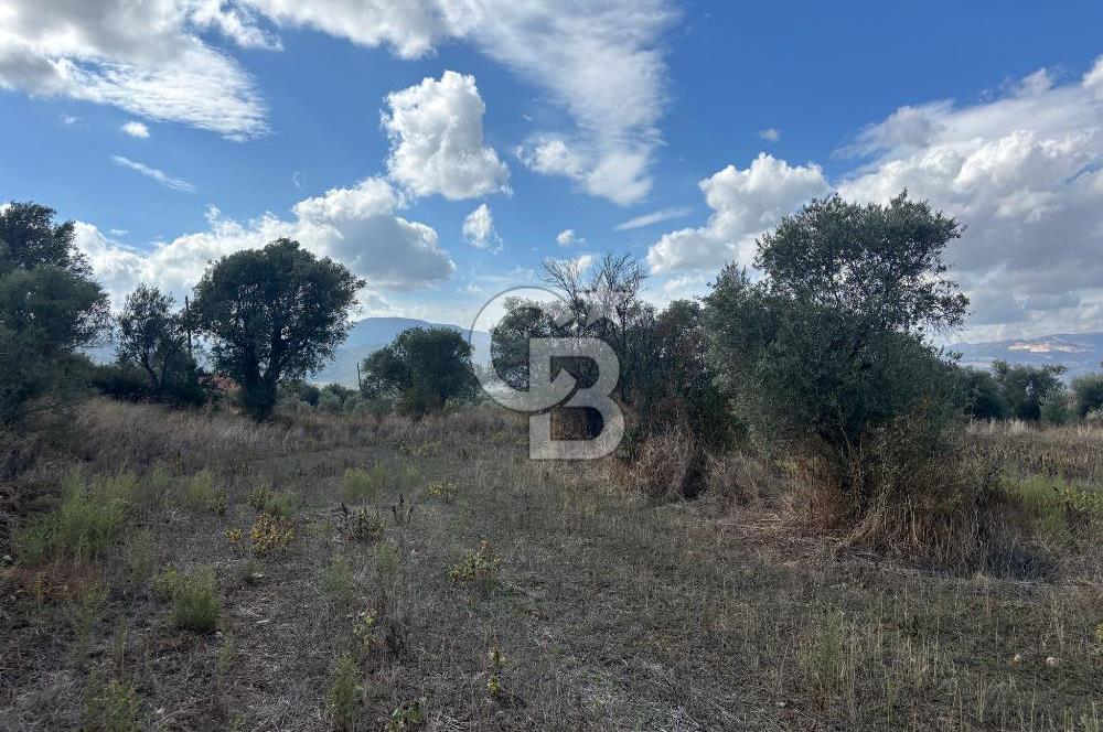 Muğla Yatağan Bozarmut Mahallesinde 4.900 m² Satılık Tarla 