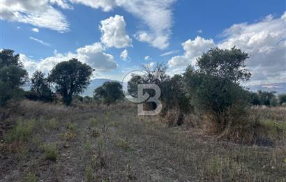 Muğla Yatağan Bozarmut Mahallesinde 4.900 m² Satılık Tarla 