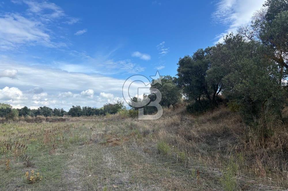 Muğla Yatağan Bozarmut Mahallesinde 4.900 m² Satılık Tarla 