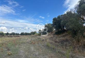 Muğla Yatağan Bozarmut Mahallesinde 4.900 m² Satılık Tarla 