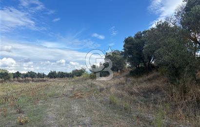 Muğla Yatağan Bozarmut Mahallesinde 4.900 m² Satılık Tarla