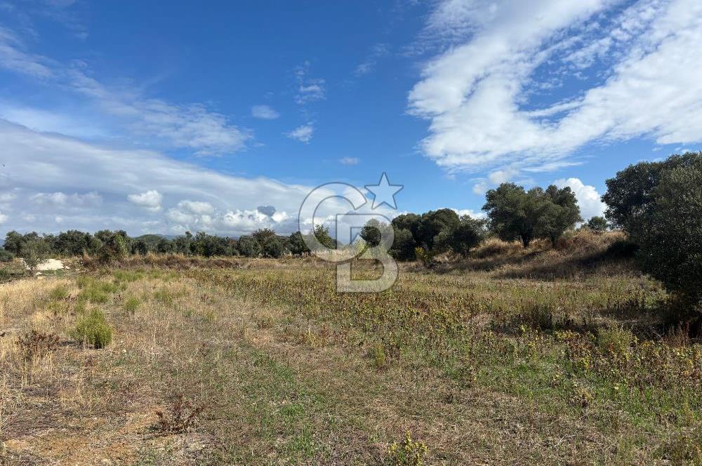 Muğla Yatağan Bozarmut Mahallesinde 4.900 m² Satılık Tarla 