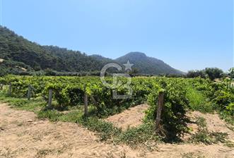 AHMETLİ GÖKKAYA ALAHIDIR YOLUNDA YOLA SIFIR 4.5 DÖNÜM ÜZÜM BAĞI - 2 - 309870