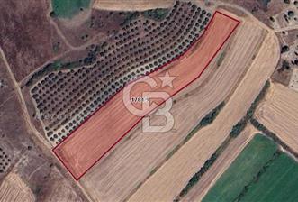 CB BLACK'TAN MUSTAFAKEMALPAŞA ÇELTİKÇİ'DE 8.480 m2 TARLA*
