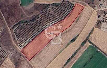 CB BLACK'TAN MUSTAFAKEMALPAŞA ÇELTİKÇİ'DE 8.480 m2 TARLA*