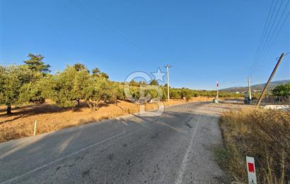 Kemalpaşa Lojistik Merkezi Yakını Satılık 10 Dönüm Zeytinlik
