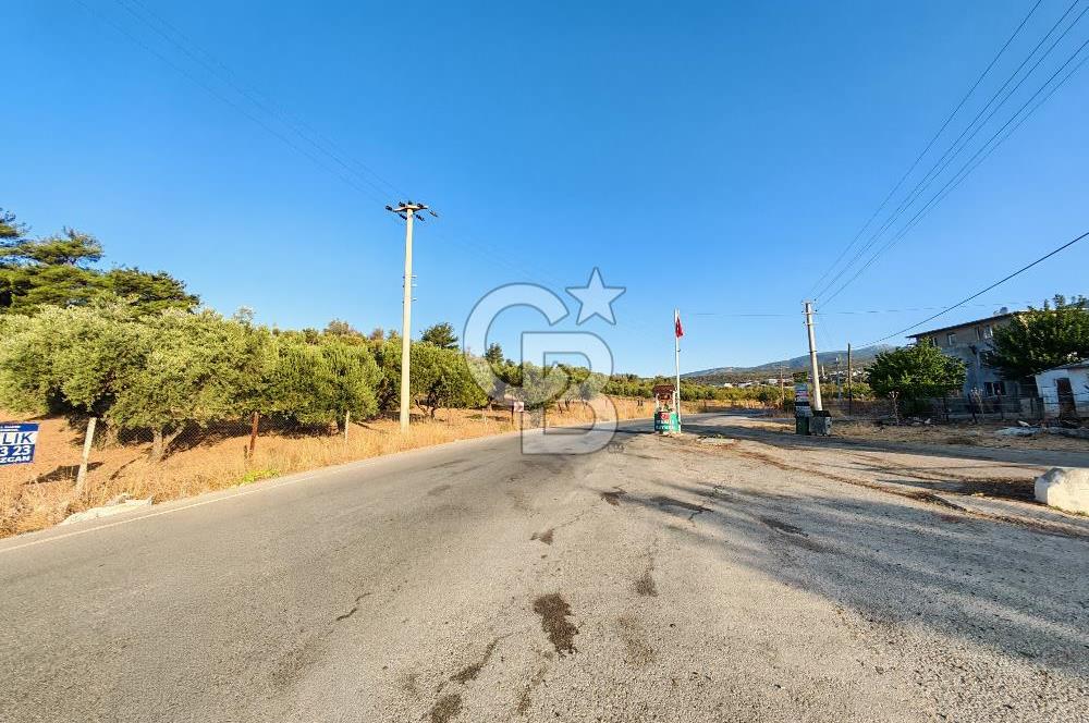 Kemalpaşa Lojistik Merkezi Yakını Satılık 10 Dönüm Zeytinlik