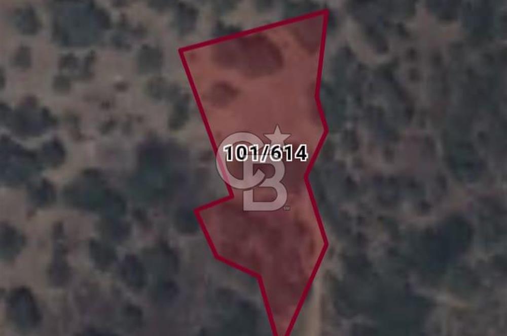 Bayındır Zeytinlik 805 m2