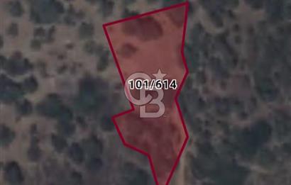 Bayındır Zeytinlik 805 m2