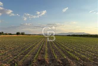 COLDWELL BANKER'den AKÇADAĞ da TARIMA ELVERİŞLİ SATILIK BAHÇE