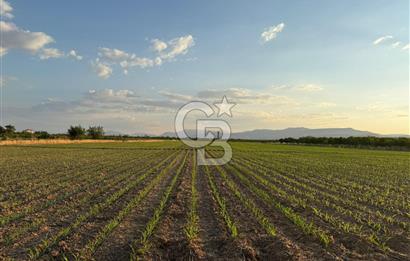 COLDWELL BANKER'den AKÇADAĞ da TARIMA ELVERİŞLİ SATILIK BAHÇE