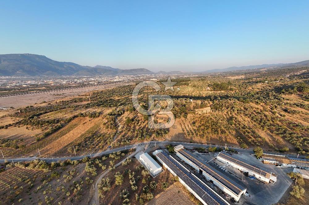 Kemalpaşa Lojistik Merkezi Yakını Satılık 10 Dönüm Zeytinlik