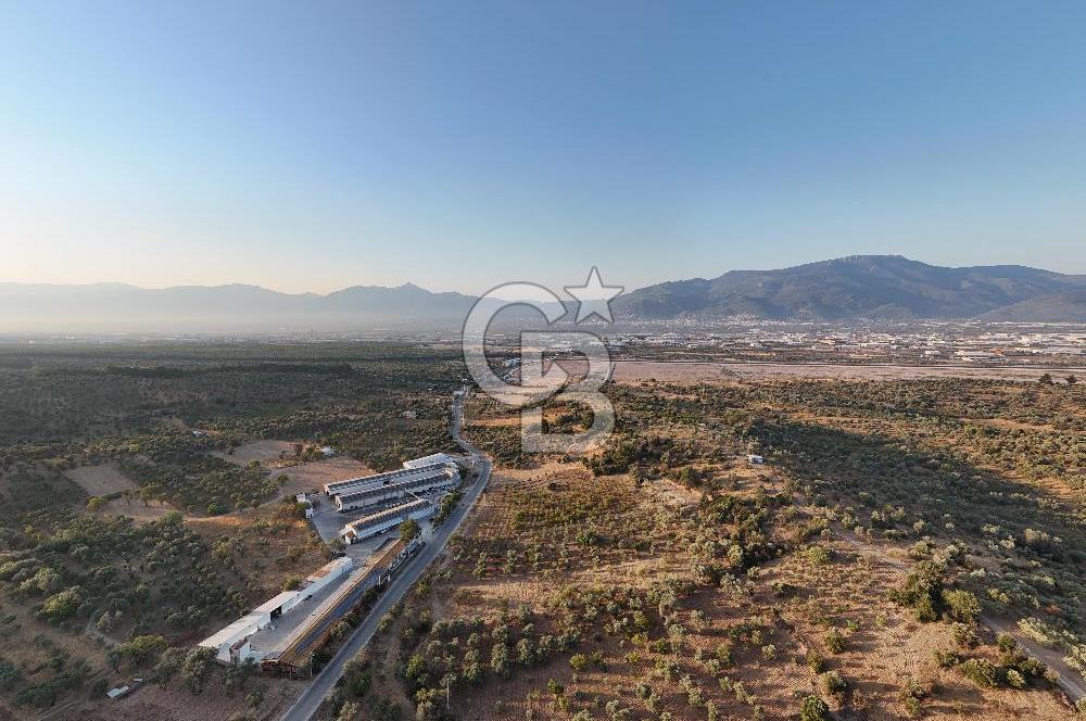 Kemalpaşa Lojistik Merkezi Yakını Satılık 10 Dönüm Zeytinlik