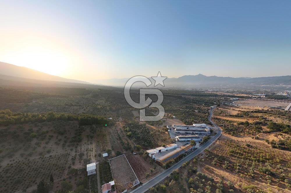 Kemalpaşa Lojistik Merkezi Yakını Satılık 10 Dönüm Zeytinlik