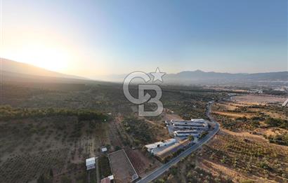 Kemalpaşa Lojistik Merkezi Yakını Satılık 10 Dönüm Zeytinlik