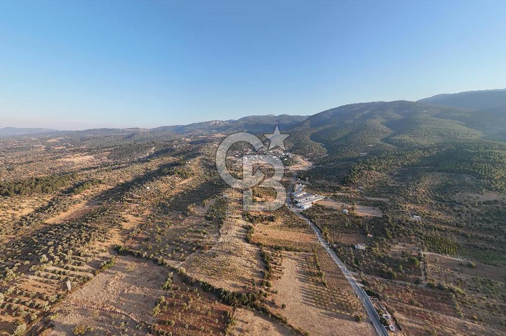 Kemalpaşa Lojistik Merkezi Yakını Satılık 10 Dönüm Zeytinlik