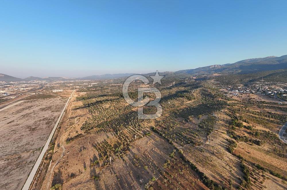 Kemalpaşa Lojistik Merkezi Yakını Satılık 10 Dönüm Zeytinlik