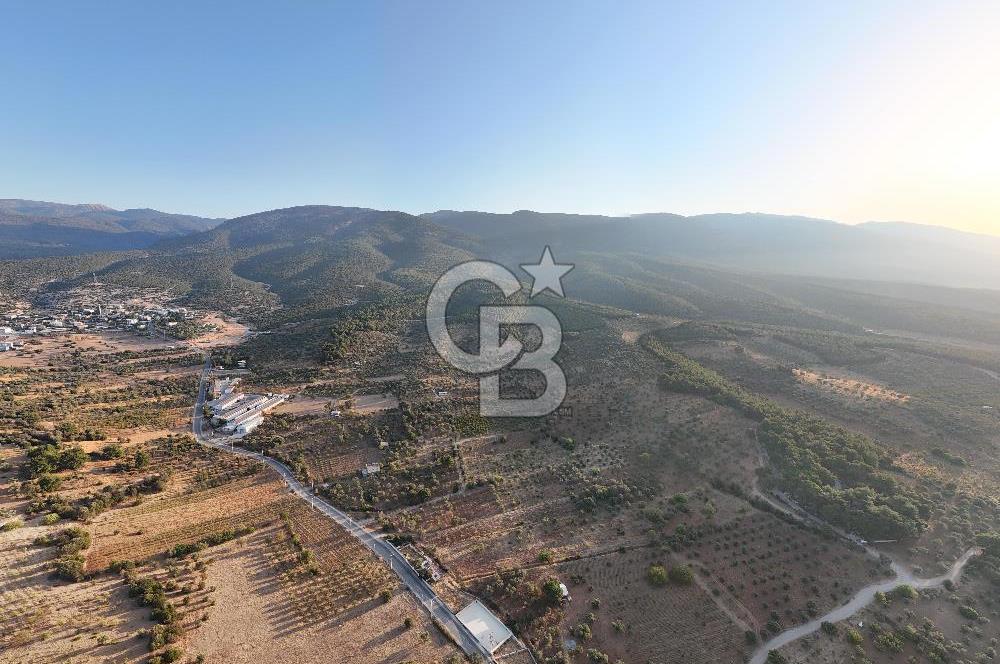 Kemalpaşa Lojistik Merkezi Yakını Satılık 10 Dönüm Zeytinlik