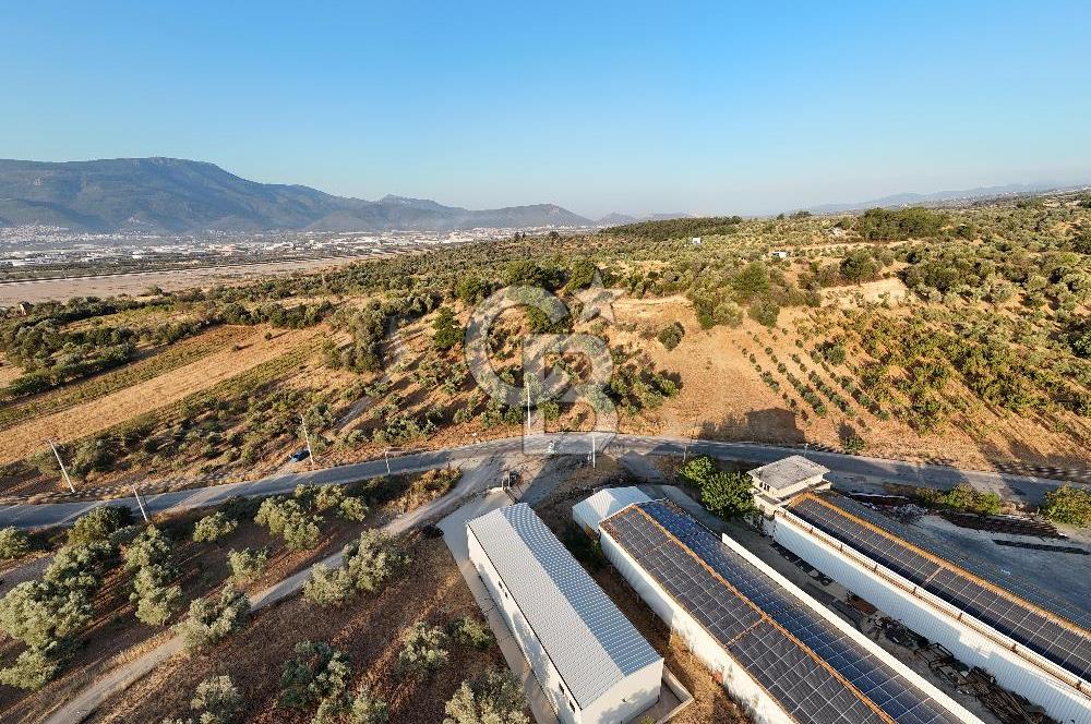 Kemalpaşa Lojistik Merkezi Yakını Satılık 10 Dönüm Zeytinlik