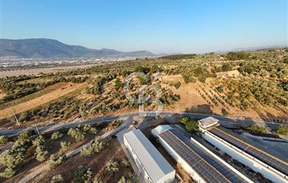 Kemalpaşa Lojistik Merkezi Yakını Satılık 10 Dönüm Zeytinlik