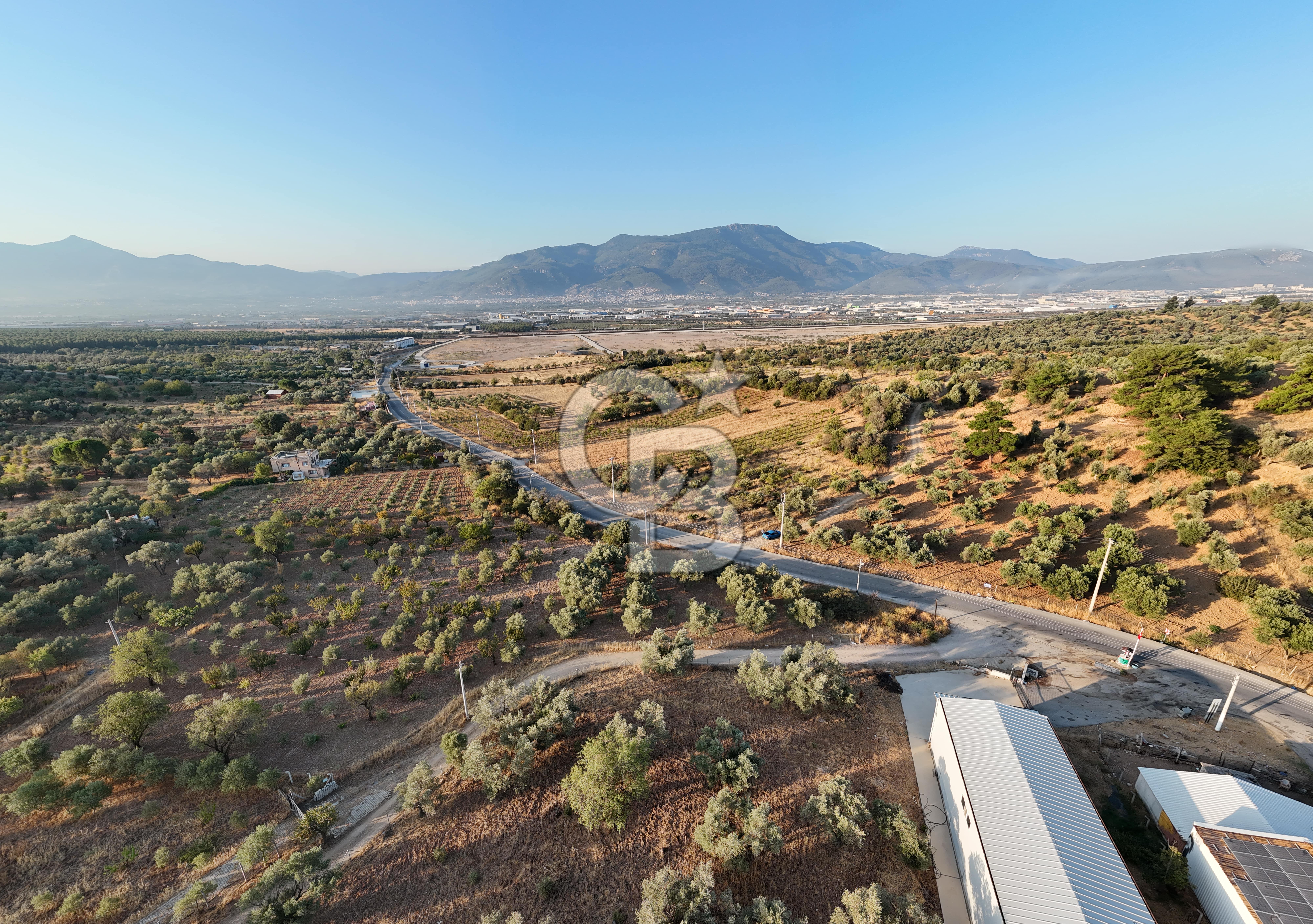 Kemalpaşa Lojistik Merkezi Yakını Satılık 10 Dönüm Zeytinlik