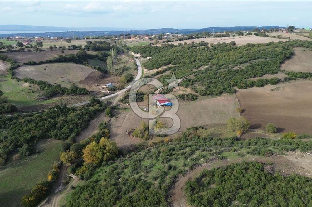 ÇANAKKALE LAPSEKİ ŞAHİNLİ KÖYÜNDE SATILIK TARLA