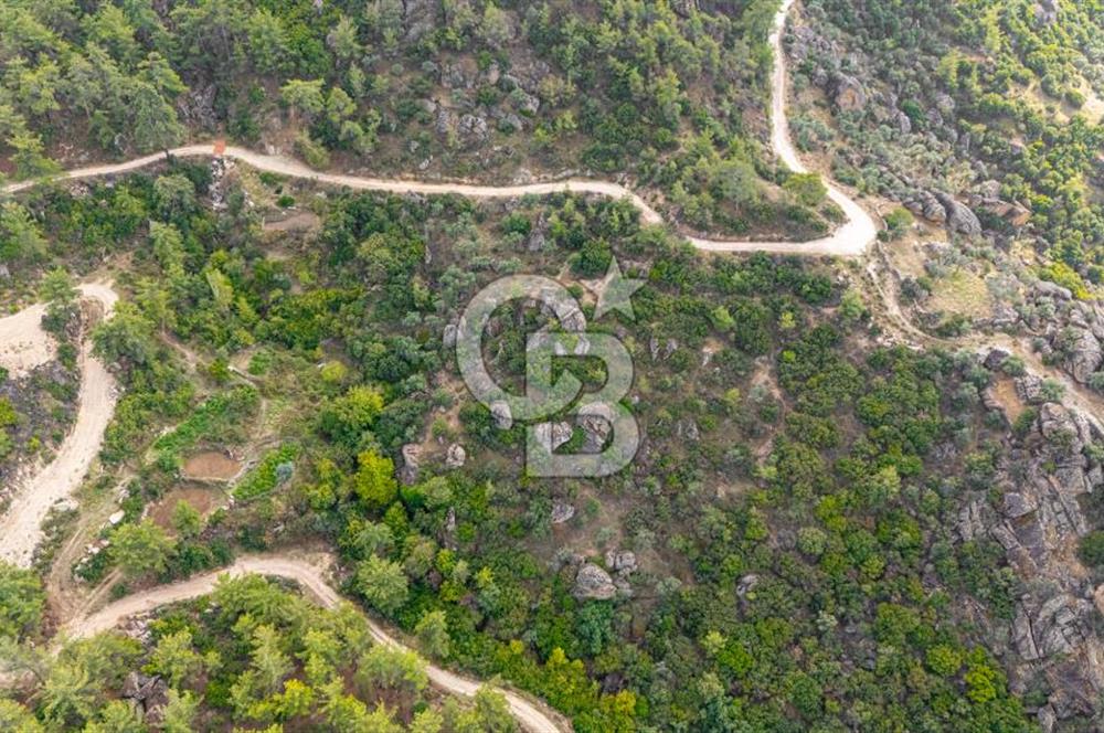 CB MARİNA'DAN İNCEKEMER'DE YATIRIMLIK SATILIK ZEYTİNLİK