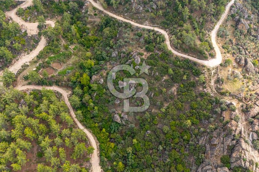 CB MARİNA'DAN İNCEKEMER'DE YATIRIMLIK SATILIK ZEYTİNLİK