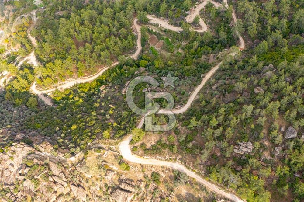 CB MARİNA'DAN İNCEKEMER'DE YATIRIMLIK SATILIK ZEYTİNLİK