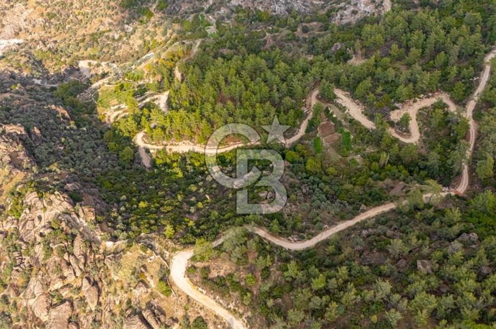 CB MARİNA'DAN İNCEKEMER'DE YATIRIMLIK SATILIK ZEYTİNLİK