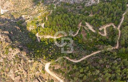 CB MARİNA'DAN İNCEKEMER'DE YATIRIMLIK SATILIK ZEYTİNLİK