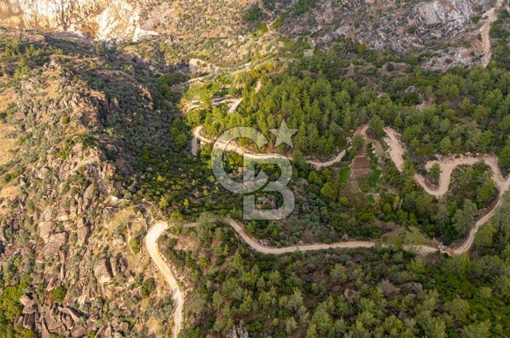 CB MARİNA'DAN İNCEKEMER'DE YATIRIMLIK SATILIK ZEYTİNLİK